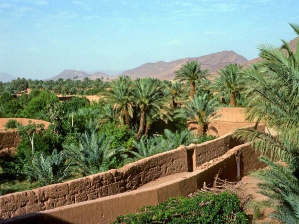 Zagora-palm groves