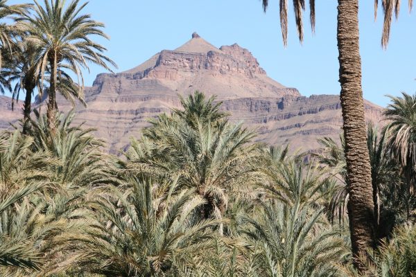 Palm-Grove-Zagora