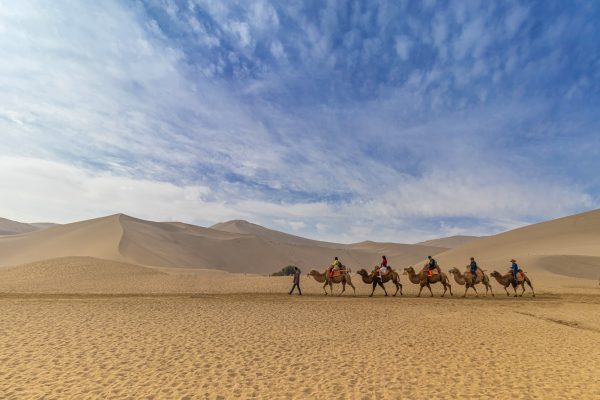 Camels in the Moroccan desert