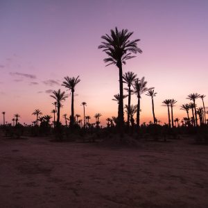 Palm gorve-Morocco-Oasis