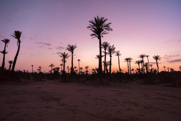 Palm gorve-Morocco-Oasis